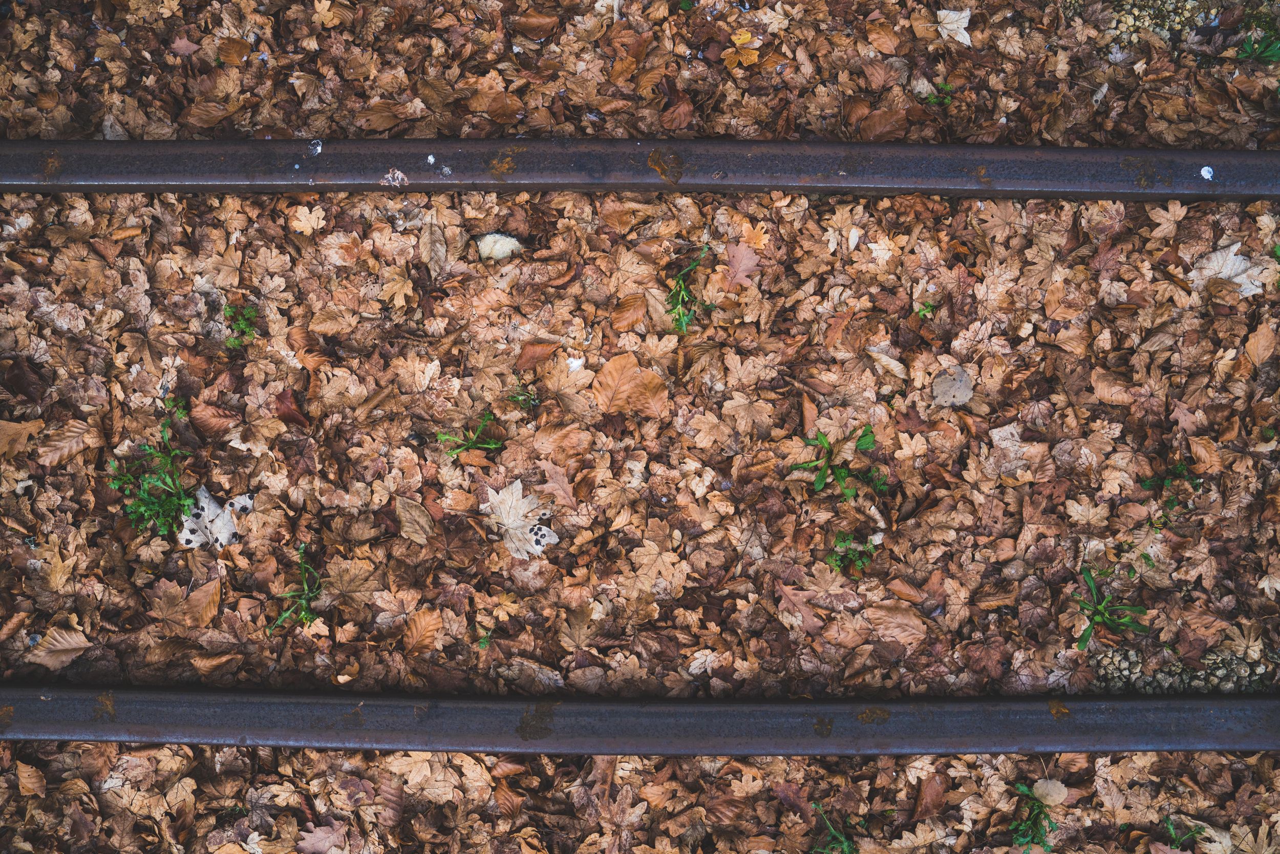 A closeup of fallen leafs, covering train tracks during fall or winter